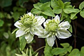 CLEMATIS FLORIDA FLORA PLENA ALBA