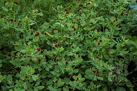 ASPARAGUS_PEA_TETRAGONALOBUS_PURPUREA