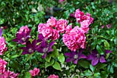 CLEMATIS PICARDY WITH ROSE PINK CARPET