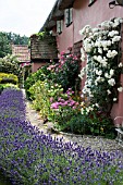 SUMMER GARDEN WITH ROSES AND LAVENDER