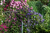 CLEMATIS AND ROSES