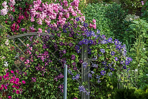CLEMATIS_AND_ROSES
