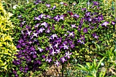 CLEMATIS POLISH SPIRIT AND VENOSA VIOLACEA