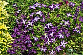 CLEMATIS POLISH SPIRIT AND VENOSA VIOLACEA