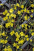 JASMINUM NUDIFLORUM WINTER JASMIN