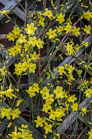 JASMINUM_NUDIFLORUM_WINTER_JASMIN