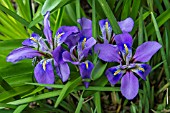 IRIS UNGUICULARIS MARY BARNARD