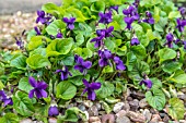 VIOLA ODORATA  SWEET VIOLET