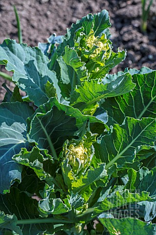 SPROUTING_BROCOLLI_EARLY_WHITE