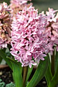 HYACINTHUS FONDANT