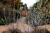 SALIX DAPHNOIDES VIOLET WILLOW IN WINTER