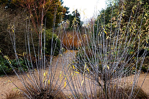 SALIX_DAPHNOIDES_VIOLET_WILLOW_IN_WINTER