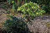 HELLEBORUS FOETIDUS AGM