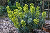 EUPHORBIA CHARACIAS SUBSP WULFENII AGM SEEDLING