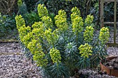 EUPHORBIA CHARACIAS SUBSP WULFENII AGM SEEDLING