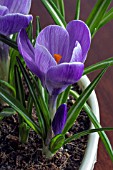 CROCUS REMEMBERANCE