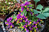 POLYGALA CHAMAEBUXUS GRANDIFLORA AGM