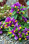 POLYGALA CHAMAEBUXUS GRANDIFLORA AGM
