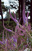 VERONICASTRUM VIRGINICUM