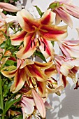 LILIUM SHOCKING