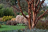 ACER GRISEUM IN THE WINTER GARDEN AT THE HILLIER ARBORETUM