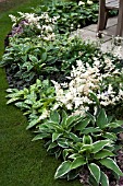 COOL BORDER PLANTED WITH ASTILBE, HOSTA, PULMONARIA AND AJUGA