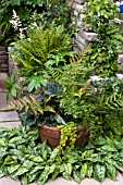 COOL GARDEN CORNER WITH FERNS