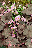 BRACHYCOMBE SUNDAISY STRAWBERRY AND HEUCHERA MIDNIGHT ROSE