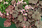 HEUCHERA MIDNIGHT ROSE AND BRACHYCOME SUNDAISY STRAWBERRY