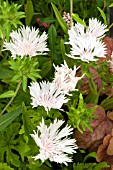 STOKESIA LAEVIS TRAUMEREI