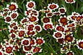 COREOPSIS JIVE