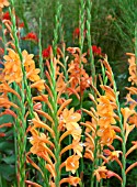 WATSONIA TRESCO HYBRIDS