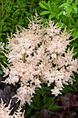 ASTILBE WHITE WINGS