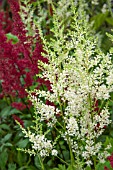 ASTILBE X ARENDSII SNOWDRIFT