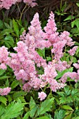 ASTILBE NIKKI