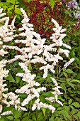 ASTILBE WASHINGTON