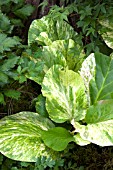 BERGENIA TUBBY ANDREWS