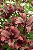 LILIUM BLACK PEARL