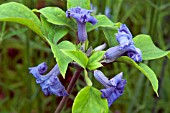 CLEMATIS HERACLEIFOLIA CASSANDRA