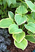 HOSTA FRAGRANT BOUQUET