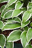 HOSTA GINKO CRAIG