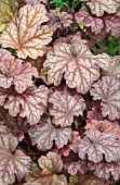 HEUCHERA BERRY SMOOTHIE