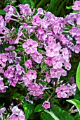 PHLOX PANICULATA PINK FLAME