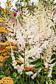 ASTILBE DIAMANT