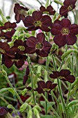 NICOTIANA LANGSDORFFII HOT CHOCOLATE