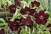 NICOTIANA LANGSDORFFII HOT CHOCOLATE