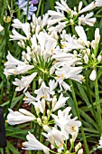 AGAPANTHUS SNOW STORM