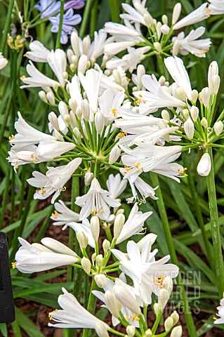 AGAPANTHUS_SNOW_STORM