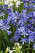 AGAPANTHUS MOONLIGHT STAR