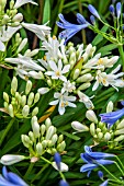 AGAPANTHUS THUMBELINA